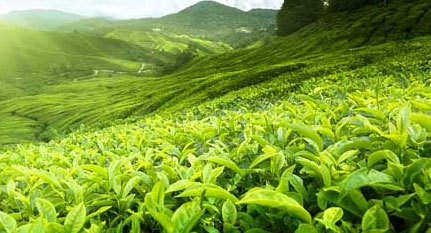 Munnar, Kerala